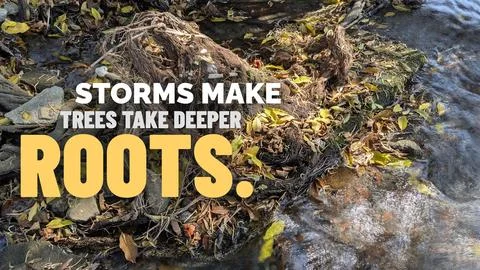 A high angle outdoor perspective displays strong complex tree roots spreadi.. Stock Photos