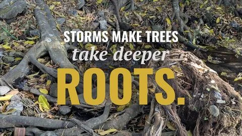 A high angle outdoor perspective displays strong complex tree roots spreadi.. Stock Photos