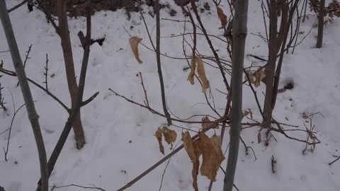 A high-angle outdoor shot of brown withered leaves and bare branches protruding 库存影片 334330391