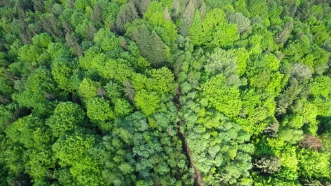 High angle overhead view of dense green forest canopy Stock-Footage 338115571