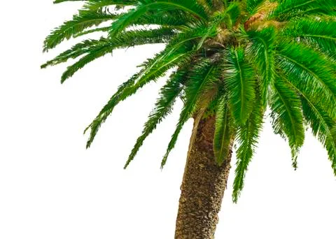 High Angle Palm Tree Isolated Photo Fotos de archivo