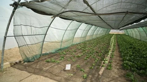 A high angle pan shot of hothouse inside Stock Footage 60765938