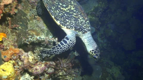 High angle panning shot of sea turtle swimming by coral reef in ocean - Wakatobi Stock Footage 132230947
