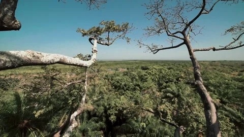 High-angle panoramic shot filmed from the top of a massive Ceiba (fromager) tree Stock Footage 309888681