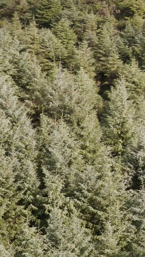 A high-angle perspective captures the vast and textured expanse of a forest Stock Footage 343935310