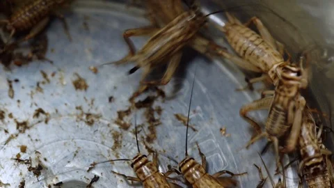 High angle perspective of grouped crickets in container Stock Footage 100343732