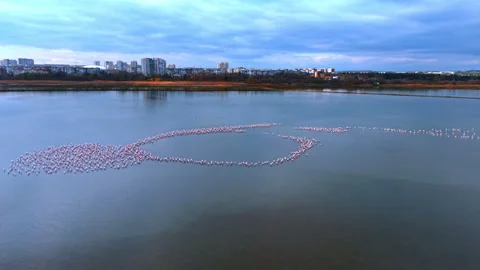 High angle perspective of a massive flamingo formation Stock Footage 340360682