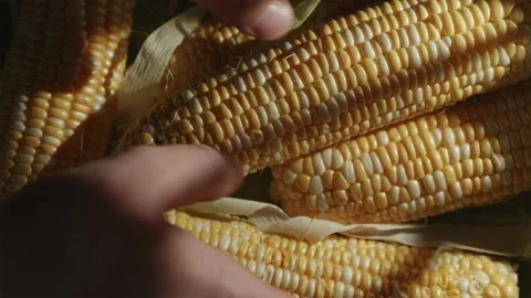 High angle perspective of placing corn box in warm sunset light 스톡 동영상 343403423