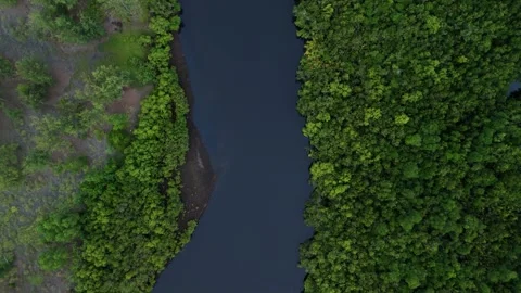 High angle perspective shows river meandering through lush green forest. Stock Footage 336863816
