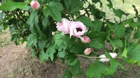 A High Angle Point of View of a Rose Stock-Footage 167178048