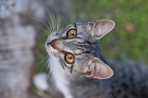 High Angle Portrait of Tabby Cat Looking Up at Camera Outdoors Stock Photos