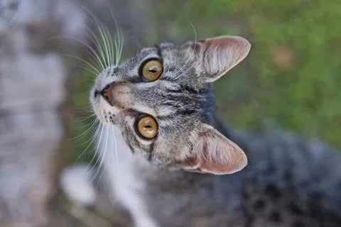 High Angle Portrait of Tabby Cat Looking Up at Camera Outdoors Stock Photos