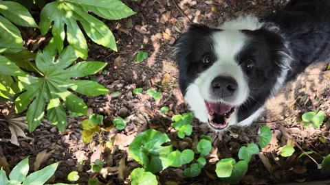 High-Angle POV of Border Collie Looking Up with a Content Expression Video stock 331509053