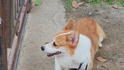 High angle profile view of a Welsh Corgi dog lying outdoors. Vídeo Stock 340204077