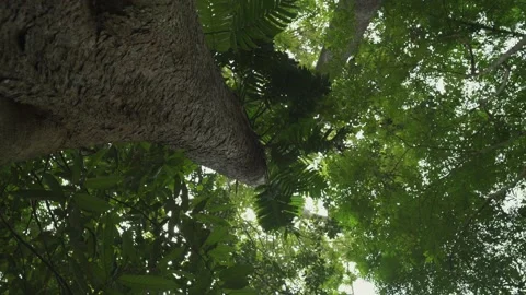 High angle of rain forest background. Vídeo Stock 138986239