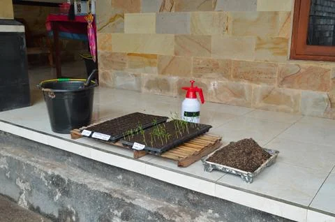High Angle Right Perspective Of Water Spinach Soil Experiment Stock Photos