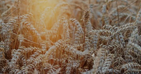High angle of ripe dry ears of rye in sunbeams growing on plantation in Video stock 129522802