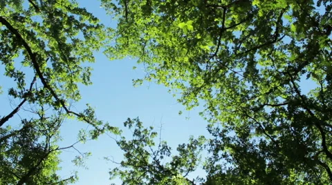 High angle of rotated camera view of trees in the forest Stock Footage 46797298