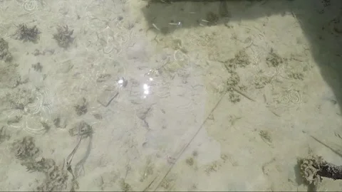 High angle sea sandy bottom view at low tide, Karimunjawa islands, Indonesia Stock Footage 160125496