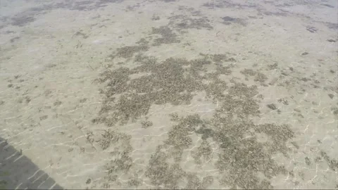 High angle sea sandy bottom view at low tide, Karimunjawa islands, Indonesia Stock Footage 160165536