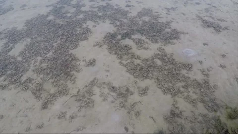 High angle sea sandy bottom view at low tide, Karimunjawa islands, Indonesia Stock Footage 160198845