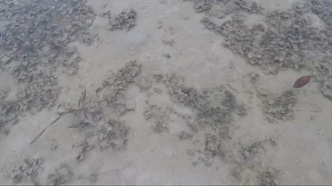 High angle sea view at low tide, Karimunjawa islands, Indonesia Stock Footage 160120947