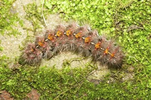 A high angle selective focus shot of a Southern comma turtle in a natural env Stock Photos