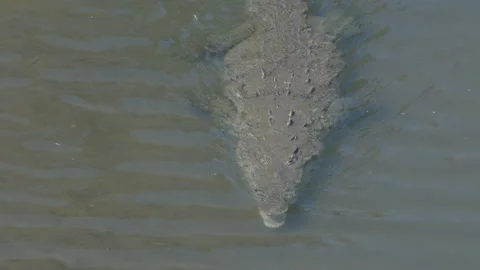 High angle shot of an american crocodile approaching in the tarcoles river Stock Footage 186517795