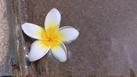 High Angle Shot. A Beautiful Flower Swayed by the Ripples of the Water Stock Footage 242827228