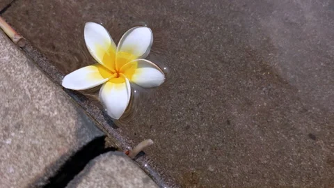 High Angle Shot. A Beautiful Flower Swayed by the Ripples of the Water Stock Footage 242827281