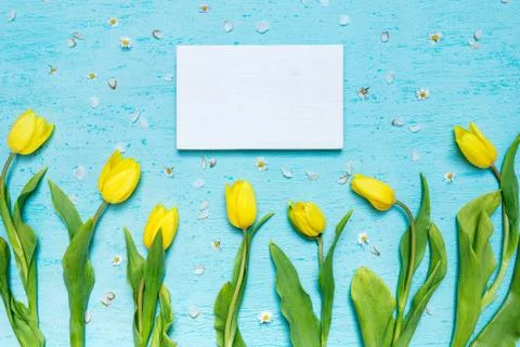 A high angle shot of a blank paper and yellow tulips on a blue surface with t 写真素材