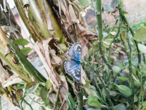 High angle shot of a blue-winged butterfly sitting on a plant Stock Photos