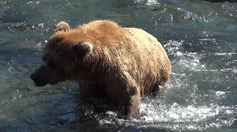 High Angle Shot of Boar Brown Bear Headed Towards The Camera Stock Footage 50944308