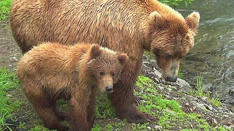 High Angle Shot of Brown Bear Cub Following It's Mom Stock Footage 50615226