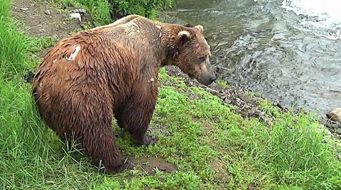 High Angle Shot of Brown Bear Boar With Scars From Fighting Stock Footage 50843756