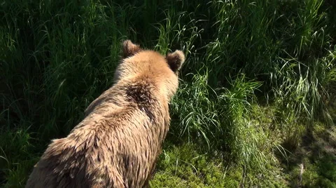 High angle shot of a Brown Bear Wolfing Down a Salmon Near the Edge of the River Stock Footage 50988942