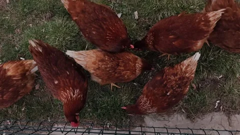 High-angle shot of brown hens foraging on green grass in a rural farm setting, 動画素材 333554274
