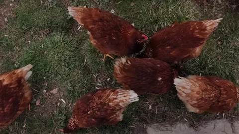 High-angle shot of brown hens foraging on green grass in a rural farm setting, Stock Footage 333554281