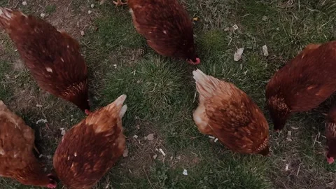 High-angle shot of brown hens foraging on green grass in a rural farm setting, Stock Footage 333554315