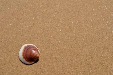 High angle shot of brown shell in beach sand with brown color in the backgrou Foto stock