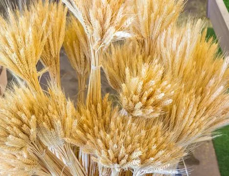 High angle shot of a bundle of dried wheat plant Stock Photos