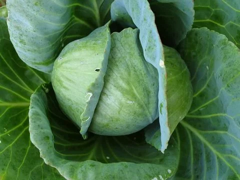 High angle shot of cabbage in organic field Stock Photos