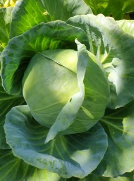 High angle shot of cabbage in organic field Foto stock