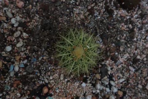 High-angle shot of a cactus Stock-Fotos