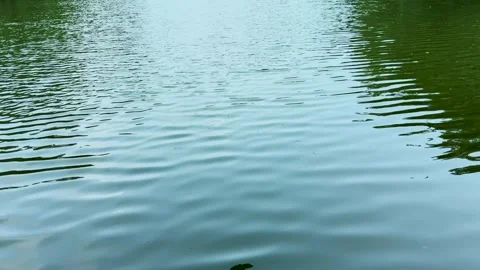 High angle shot of calm blue lake ripples framed by lush green tree reflect.. Stock-Footage 337583514