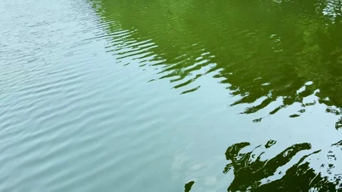 High angle shot of a calm pond surface split by bright green tree foliage a.. Stock Footage 337583475