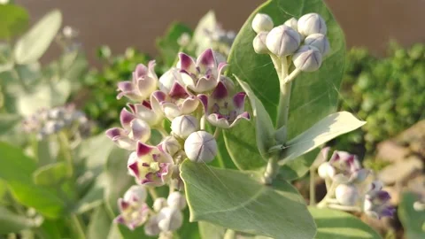 High angle shot of Calotropis procera on bank of canal | Clip #5 Stock Footage 277946009