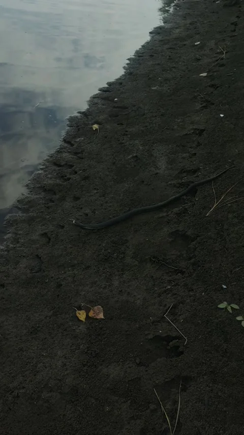 A high-angle shot captures a black water snake or grass snake crawling Stock Footage 344775933