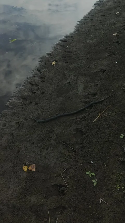 A high-angle shot captures a black water snake or grass snake Stock Footage 344775944
