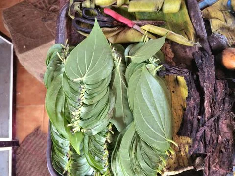 A high-angle shot captures a bundle of vibrant green betel leaves Stock Photos
